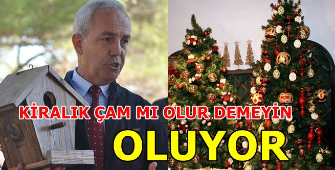 YILBAŞI ÇAMLARI ORMANDAN