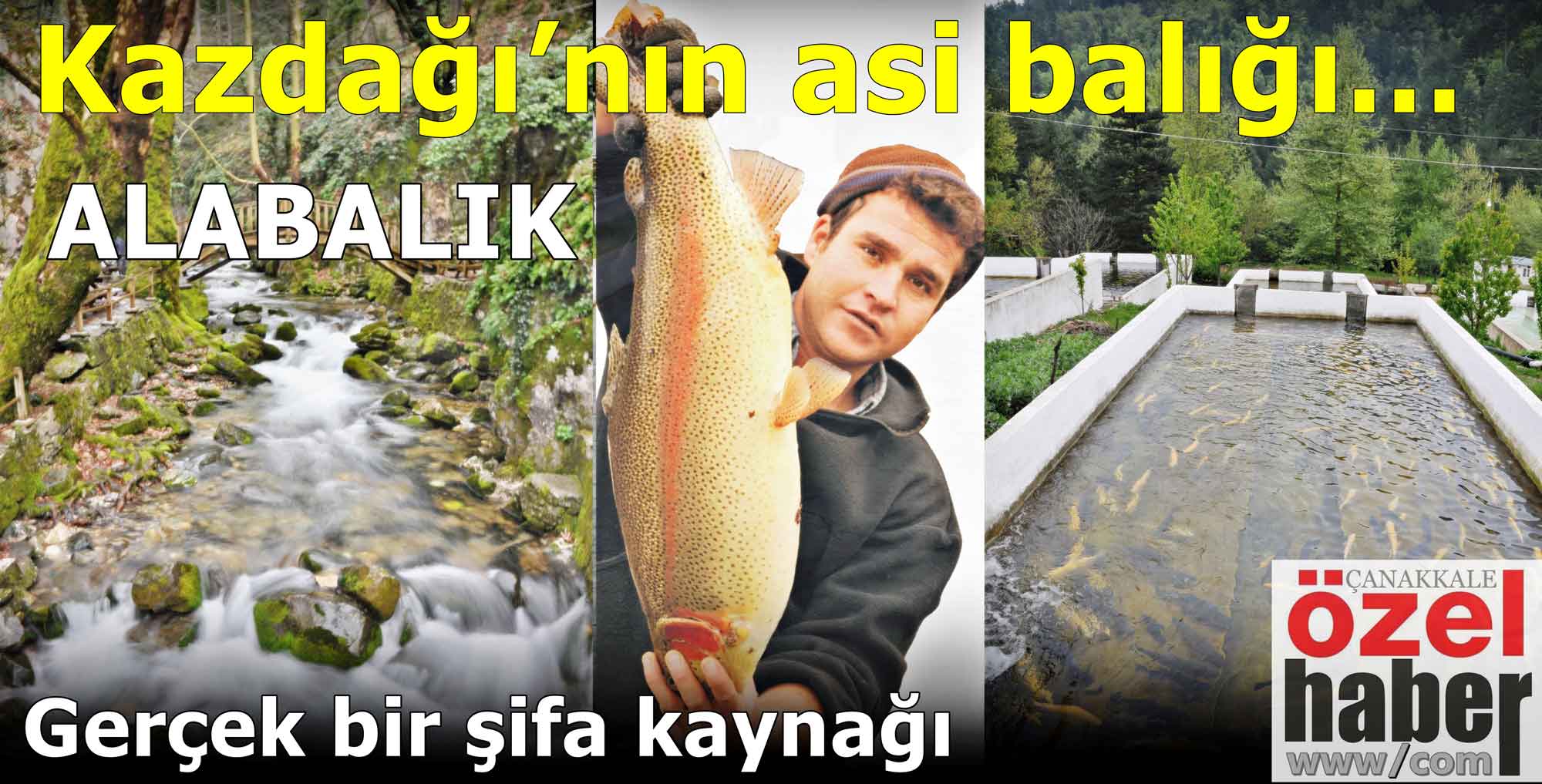 AKARSULARIN EFENDİSİ ALABALIK
