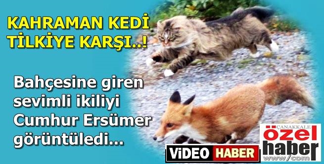 KEDİNİN CESARETİ