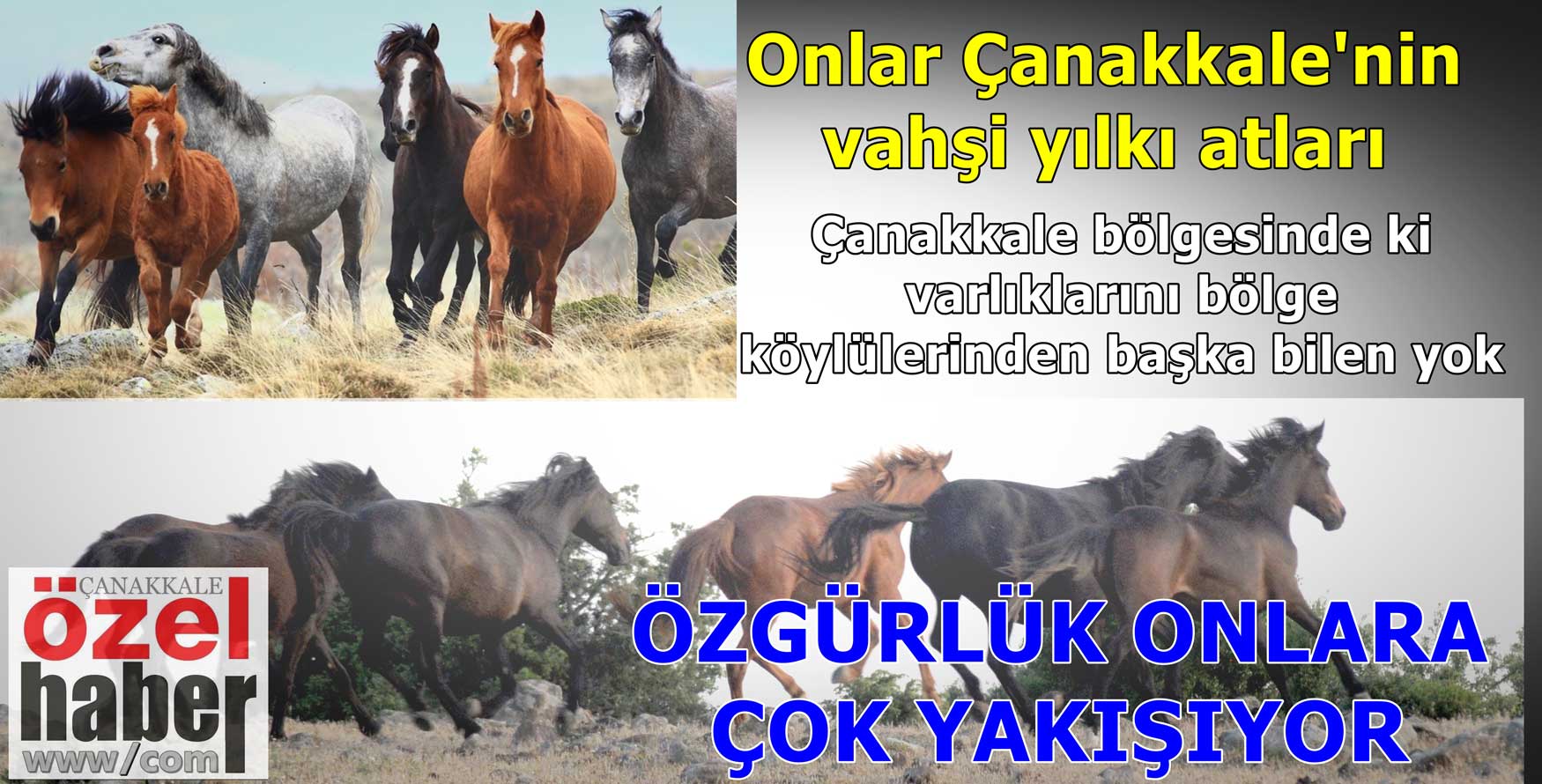 ÇANAKKALE’NİN ÖZGÜR ATLARI
