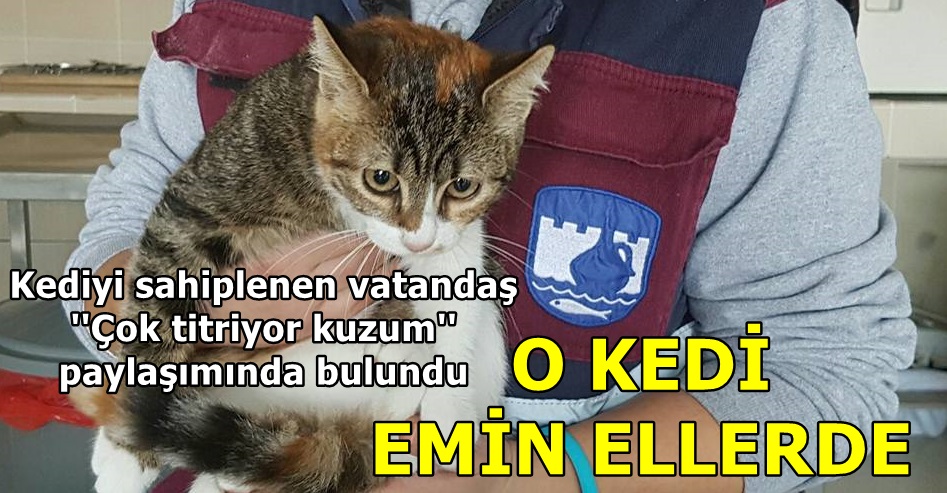 KEDİ EMİN ELLERDE