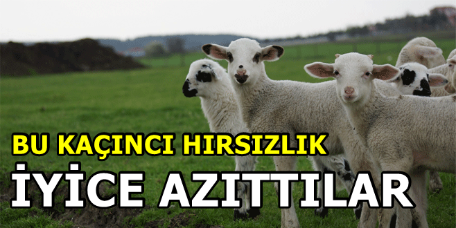 ÜRETİCİNİN KABUSU OLDULAR