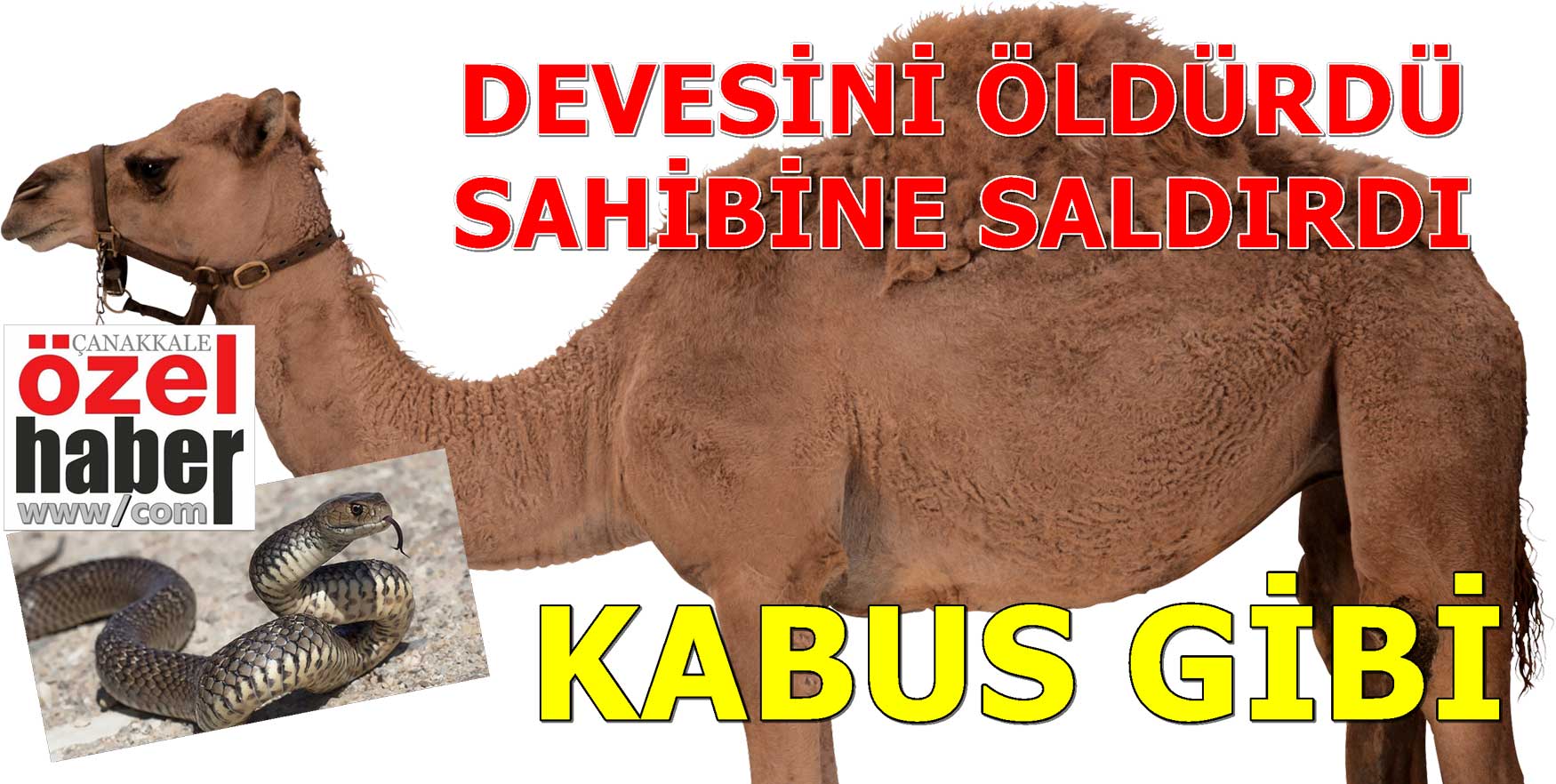 YILANLAR BUNU DA YAPTI