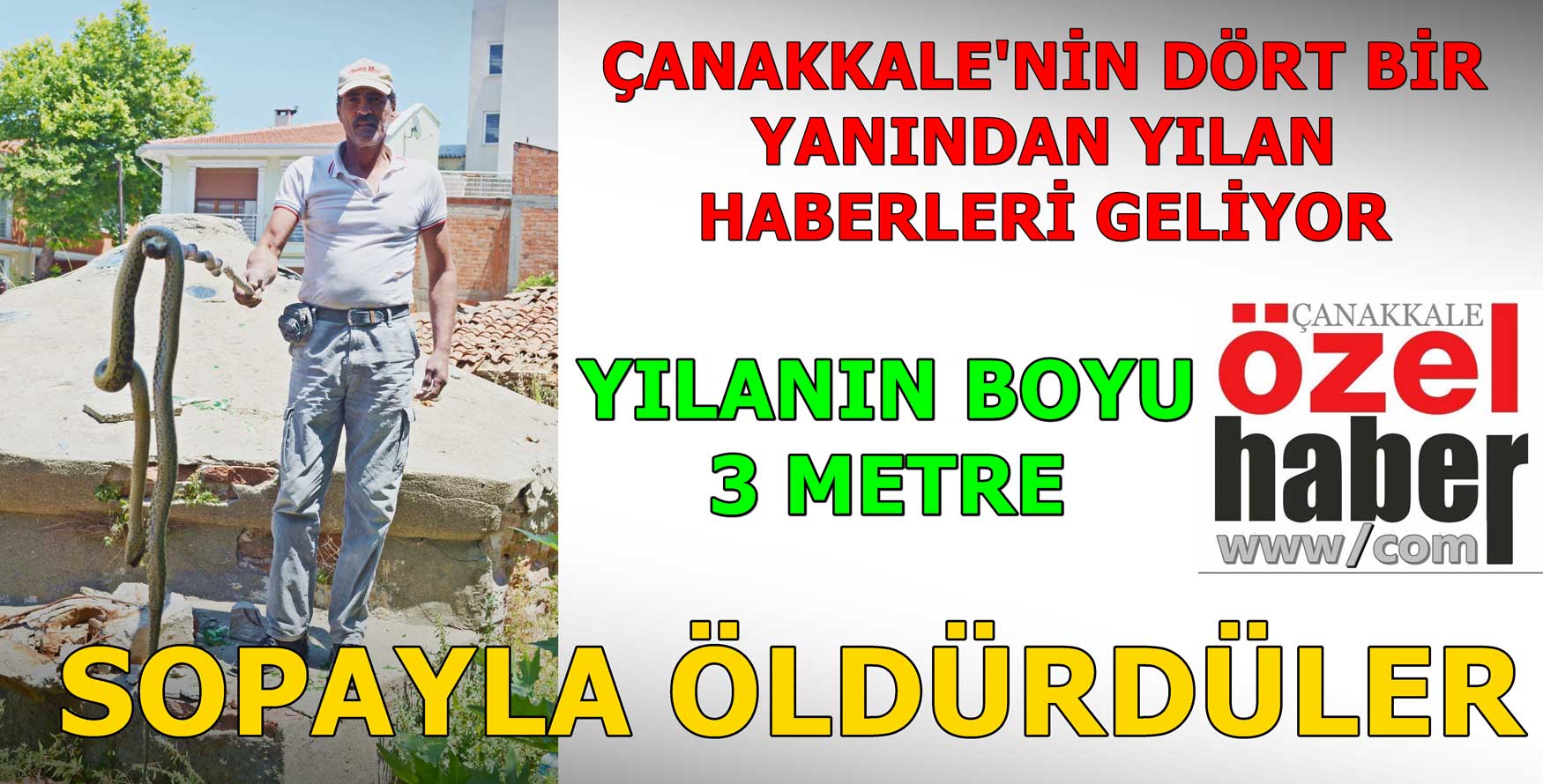 YILANLAR HER YERDE