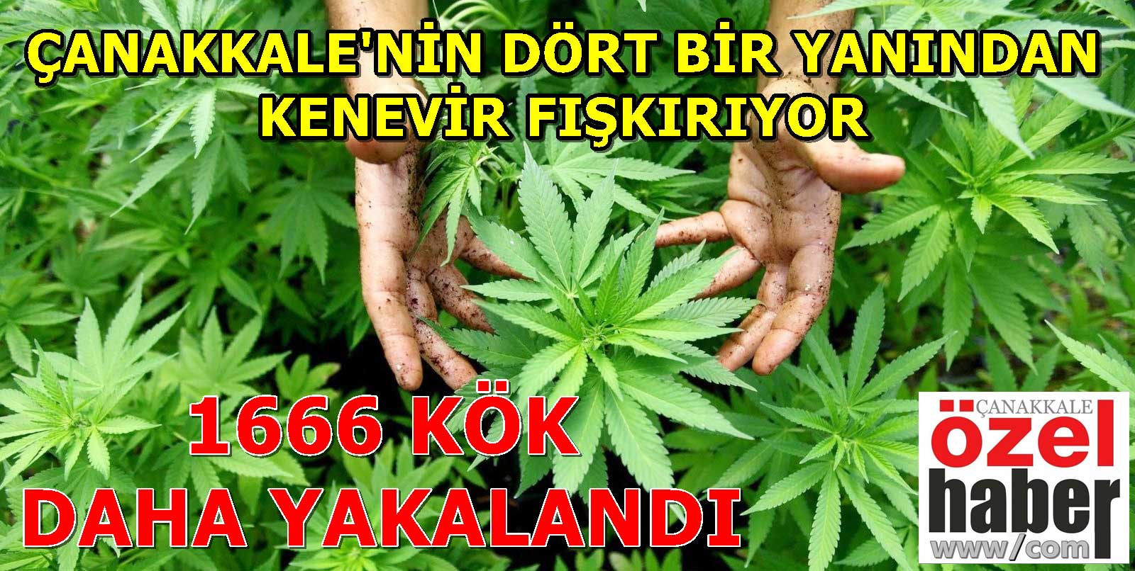 HER YERDE KENEVİR VAR