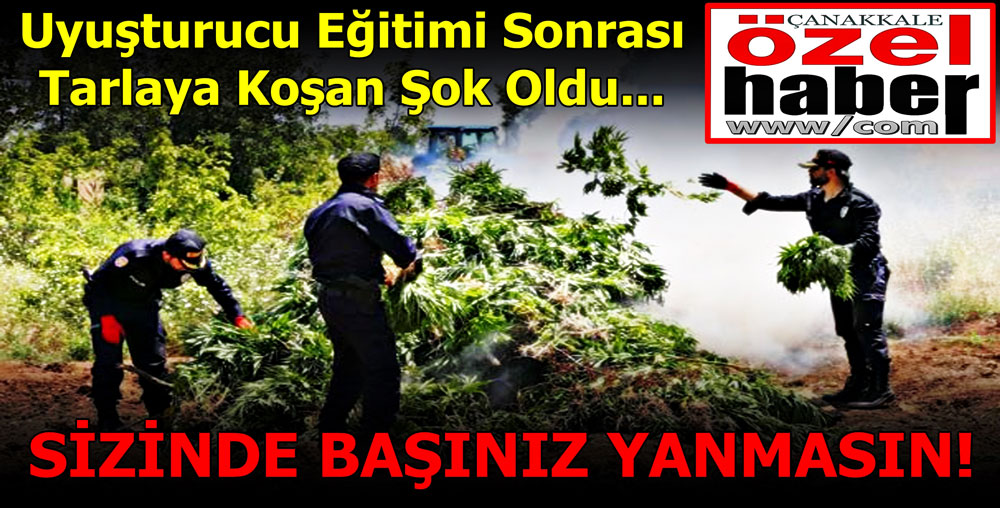 UYUŞTURUCU TARLALARINA ÇİFTÇİ TİMİ..!