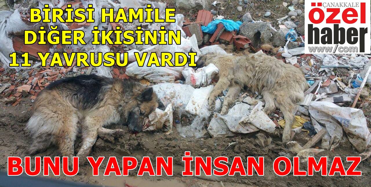 YAVRULAR ORTADA KALDI