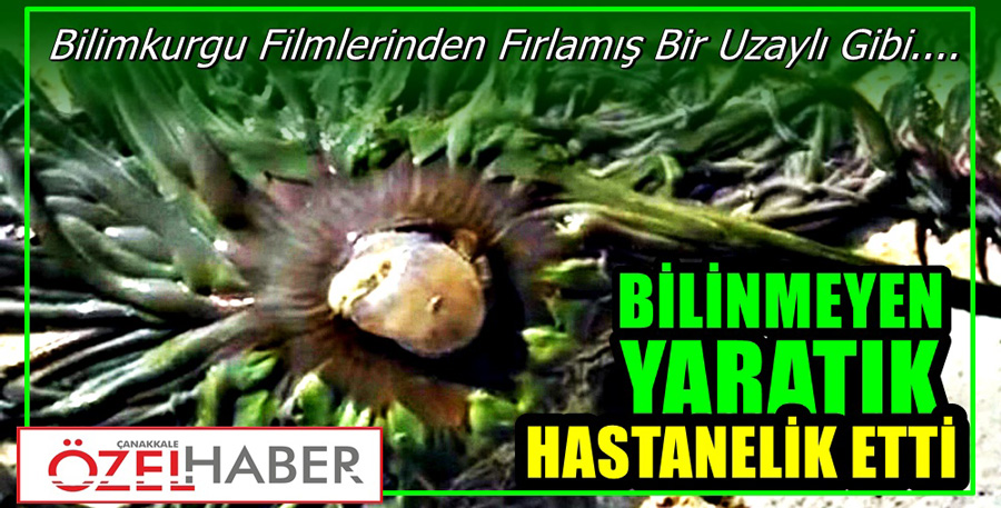 BİRANDA YÜZÜNE YAPIŞTI..!