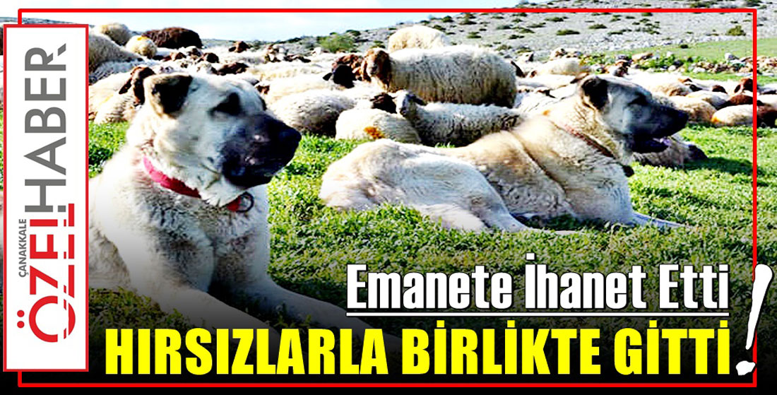 BEKÇİLİK YERİNE İŞBİRLİĞİ YAPTI..!