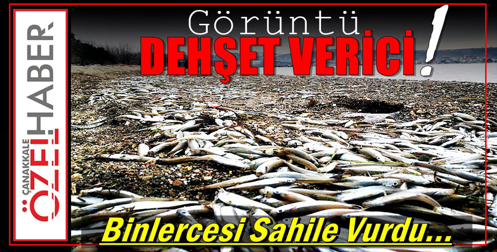 ÖLÜ BALIKLARIN SIRRI..!