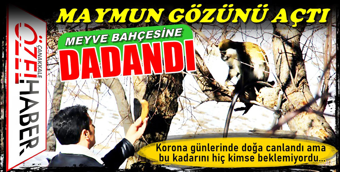 MAYMUN İŞTAHLI DAVETSİZ MİSAFİR..!