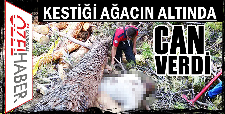 KESTİĞİ AĞAÇ SONU OLDU…