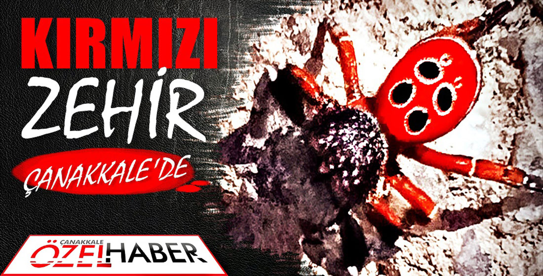 DÜNYANIN EN ZEHİRLİ ÖRÜMCEKLERİNDEN BİRİ..!