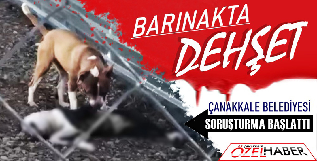 KÖPEK VAHŞETİNİ KAMERALAR ÇÖZECEK..!