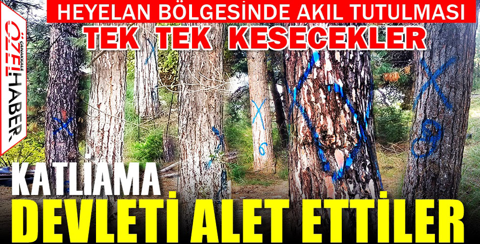 KEYFİ AĞAÇ KATLİAMINA İZİN ÇIKTI..!