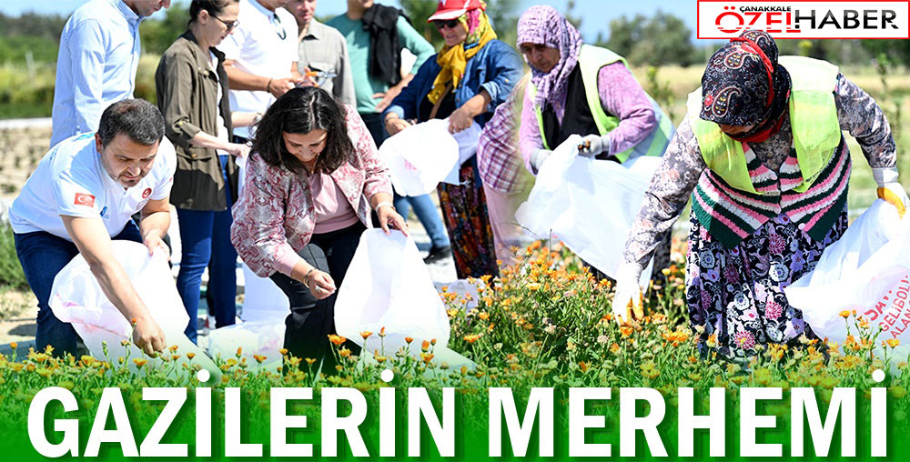 GAZİ KÖYLERDE ŞİFA ÇİÇEKLERİ AÇIYOR..!